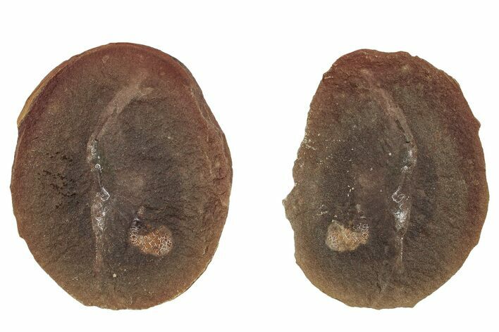 Fossil Shrimp (Peachocaris) Nodule Pos/Neg - Illinois #262574